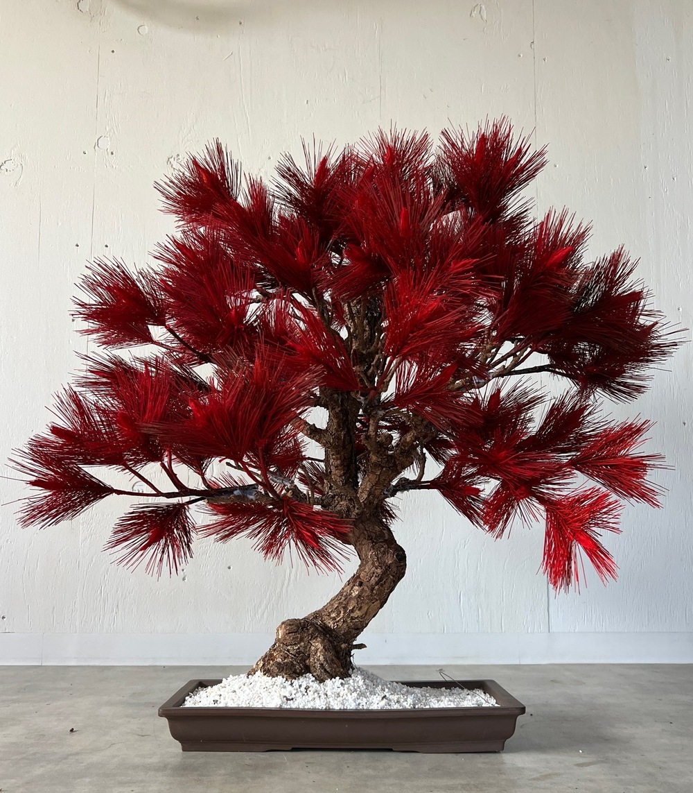 ドライ盆栽とは