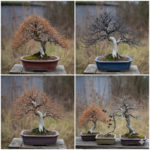 枯れてしまった盆栽の引き取りサービス